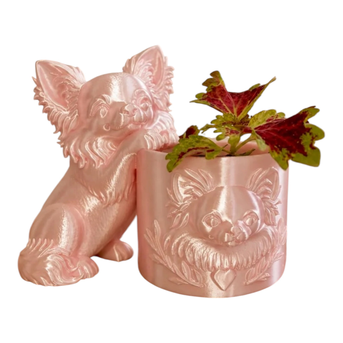 Langharige Chihuahua planter